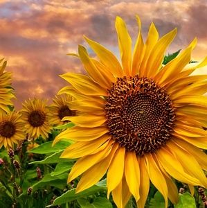 Meet your Posher, Deb